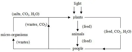 The cabbages glowed in the dim light like rows of brains working on the - фото 1