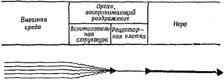 Фиг 2 Общая схема структурной организации органа чувств Каждый орган чувств - фото 3