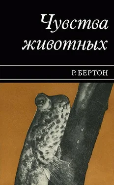 Роберт Бертон Чувства животных обложка книги