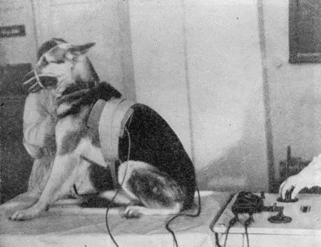 Рис 185 Диатермия грудной клетки собаки На конечностях электроды фиксируют - фото 190