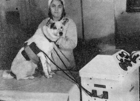 Рис 187 УВЧтерапия грудной клетки собаки стационарным аппаратом В некоторых - фото 192