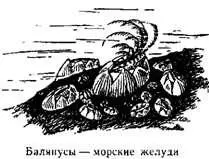 Крошечные личинки балянусов плавают вместе с другими планктонными организмами - фото 5