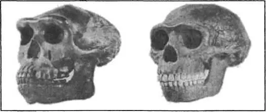 Череп одного из видов питекантропа Homo erectus modjokertensis с острова - фото 5