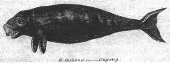 Рис 60 Старая гравюра изображающая дюгоня Halicore Dugong Хотя дюгонь и - фото 81