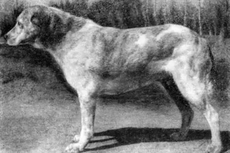 Рис 12 Среднеазиатская овчарка Конституция грубая Тип высшей нервной - фото 13