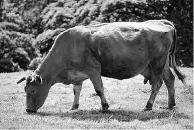 Розділ 1 Утримання великої рогатої худоби Основні класифікації порід великої - фото 3
