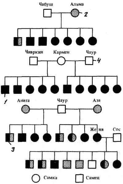 Рис 1 Родословная 1 Указанные в рисунке обозначения относятся ко всем - фото 2