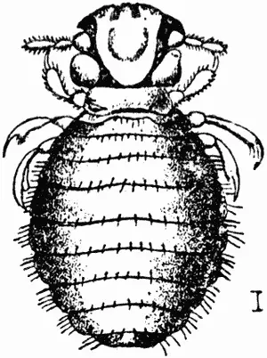 Рис 32 Собачий власоед Trichodectes latus ЛечениеСамые верные и - фото 8