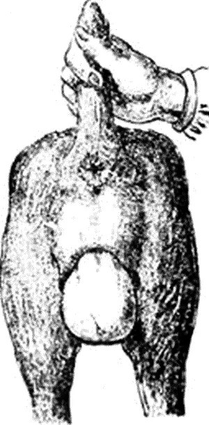 Рис 65 Выпадение влагалища у собаки Выпадение влагалища Prolapsus vaginae - фото 41