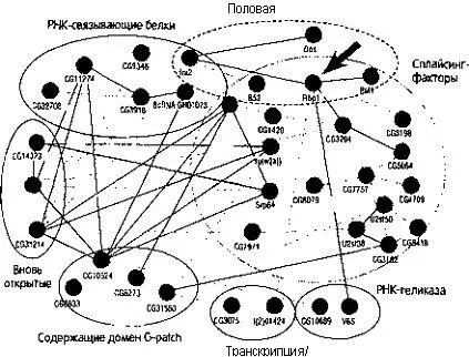 Холистический квантовомеханический процесс Схема взаимодействий внутри - фото 19