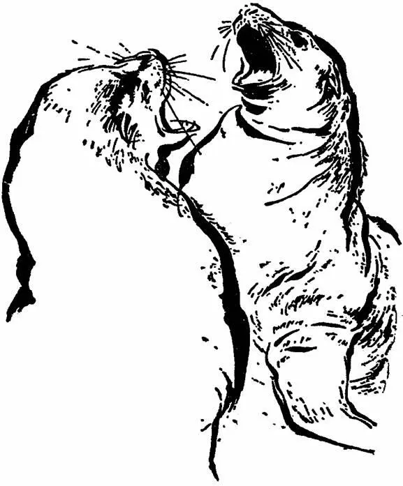 The shingle would be churned up as the two colossal creatures snapped and - фото 10