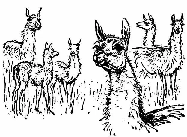 When they got some little distance away they slowed down from their first wild - фото 9