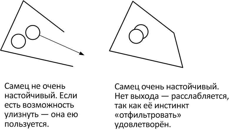 Второй случай Самец ухаживал за самкой от двух недель до десяти месяцев и - фото 4