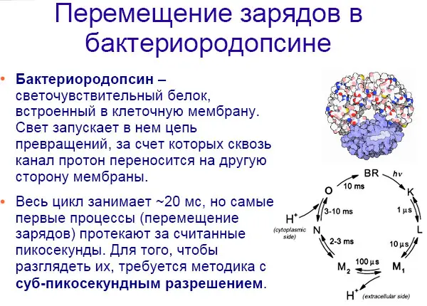 Бактериородопсин это вообще уникальный белок у него много интересных - фото 18