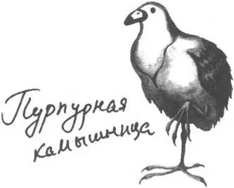 Клубная жизнь в Африке уже не та что прежде Раньше мужчина белый проводил - фото 6