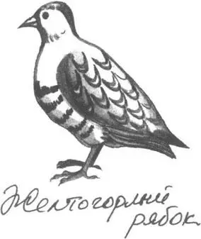 Стрелки часов Асадиклуба тикая приближались к восьми Где же мистер Малик - фото 34