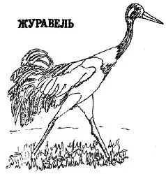 Снегір Снегирь Шчыгол Чорныя буслы Глушэц Щегол Чёрные - фото 28