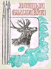В Сучилов - Лесные зарисовки