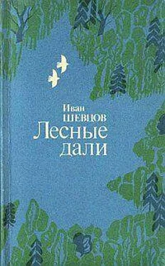 Иван Шевцов Лесные дали обложка книги