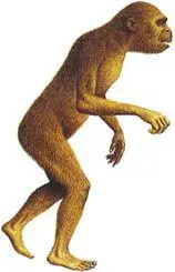 Ramapithecus предок человекообразных обезьян и людей Australopithecus - фото 6