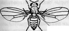 Ил 18 А Обычная плодовая мушка семейства Drosophila melanogaster Ил 18 Б - фото 24