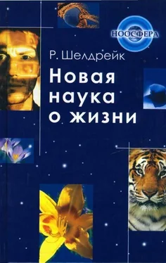 Руперт Шелдрейк Новая наука о жизни обложка книги