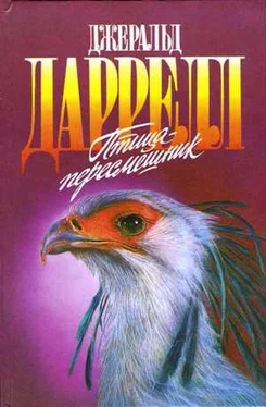 Джеки Даррелл Мама на выданье обложка книги