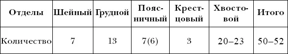 Позвонки шейного отдела подвижно соединены друг с другом при этом значительно - фото 6