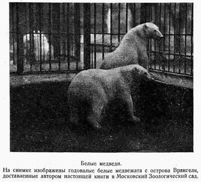 Для обмена на привозные предметы идут и ценные меха добываемые чукчами охотой - фото 2