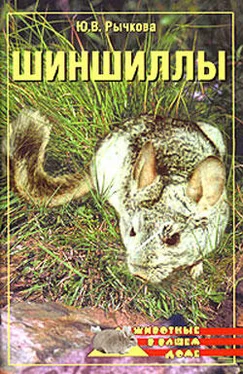 Юлия Рычкова Шиншиллы обложка книги