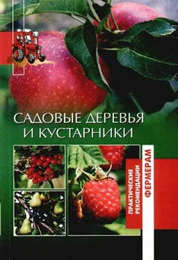 Оксана Петросян Садовые деревья и кустарники обложка книги