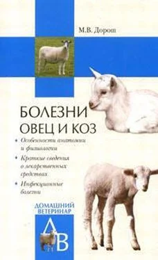 Мария Дорош Болезни овец и коз обложка книги