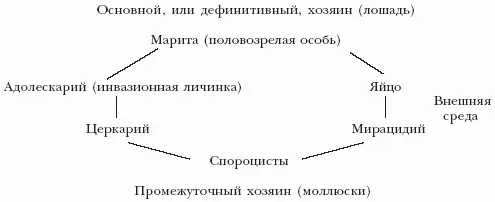 Цестодозы Цестодозы инвазионные болезни возбудителями которых являются - фото 33