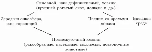 Путь заражения алиментарный через инвазированных клещей Инвазия у жеребят - фото 34