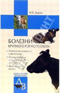 Мария Дорош Болезни крупного рогатого скота обложка книги