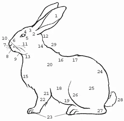 Рис 5 Стати кролика 1 ушная раковина 2 корень уха 3 темя 4 лоб - фото 9