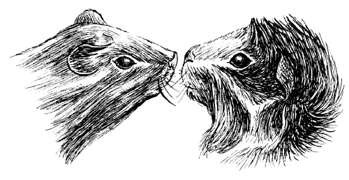 Морские свинки узнают друг друга по запаху В отличие от слуха и обоняния - фото 17