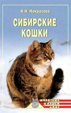 Ирина Некрасова Сибирские кошки обложка книги