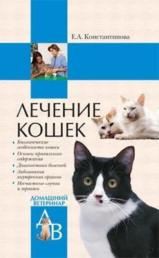 Екатерина Константинова Лечение кошек обложка книги
