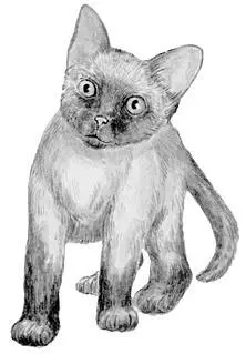 Кошки от природы очень любопытны В первую очередь нужно удалить из поля зрения - фото 18