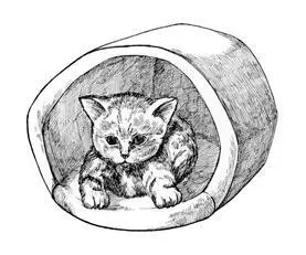 Кошки очень чистоплотные животные Что касается водных процедур то проводить - фото 23