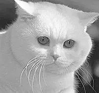 Породистых котовпроизводителей не кастрируют поскольку от них можно получить - фото 88