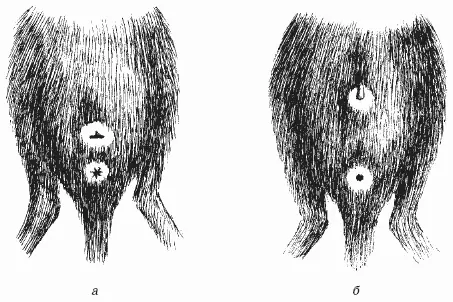 Рис 5 Низ брюшка нутрии а самки б самца Для нутрий характерно раннее - фото 5