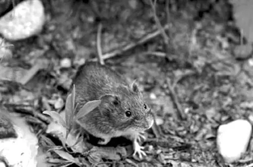 Горная мышь Желтогорлая мышь Sylvaemus flavicollis встречается в - фото 11