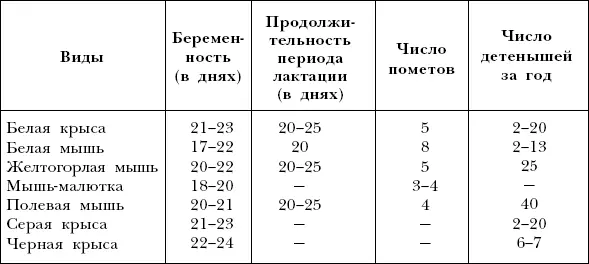 Половые циклы Декоративные мыши могут размножаться в домашних условиях - фото 44