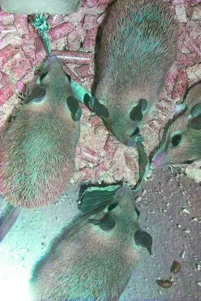Семейство мышей Мышь в природных условиях Пара мышейпроизводителей - фото 65
