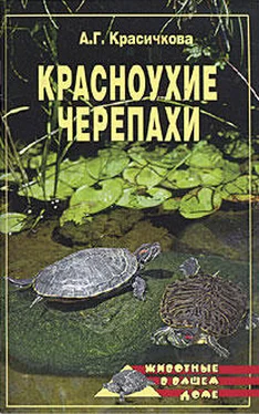 Анастасия Красичкова Красноухие черепахи обложка книги