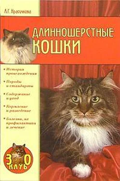 Анастасия Красичкова Длинношерстные кошки обложка книги