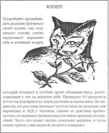 С незапамятных времен люди стали рассказывать об удивительной способности кошек - фото 3