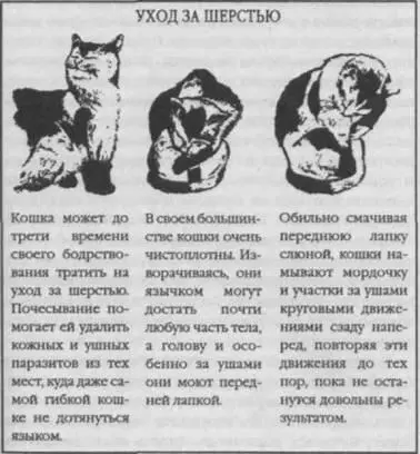 Кошки конечно очень индивидуальны в своих пристрастиях и предпочтениях так - фото 23